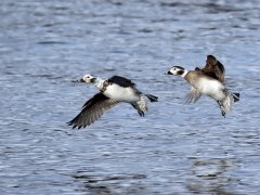 Long-tailed duck