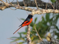 Long-tailed minivet