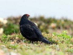 Caucasian grouse