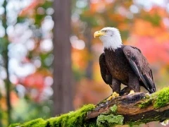 Bald eagle in Alaska