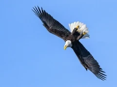 Bald eagle in flight, Alaska.