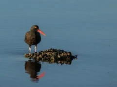 A black oystercatcher in Alaska.