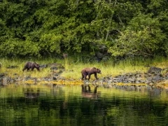 Brown bears by the shoreline, in Alaska.