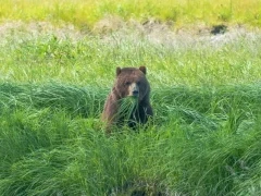 Coastal brown bear in Alaska
