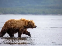 Coastal brown bear in Alaska