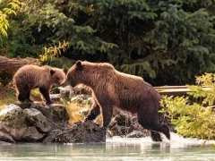 Coastal brown bear mother & cub in Alaska