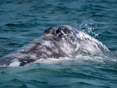 Grey whale in Alaska