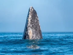 Grey whale in Alaska