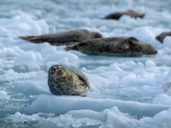 Harbour seals on icebergs, in Alaska.