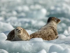 Harbour seals in South Sawyer, Alaska.