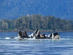 Humpback whales bubble-net feeding in Alaska.