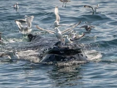 Humpback whale in Alaska