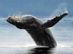 A humpback whale breaching in Alaska.