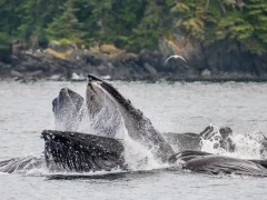 Humpback whales bubblenet feeding in Alaska