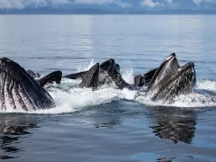 Humpback whales bubblenet feeding in Alaska