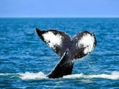 A humpback whale tail fluke in Alaska.