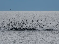 Humpback whales bubblenet feeding in Alaska