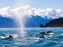 Humpback whales playing, in Alaska.