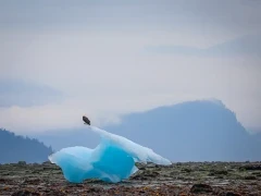 Bald eagle in Leconte Glacier, Alaska.