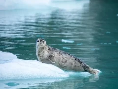 Harbour seal in Leconte Glacier, Alaska
