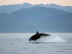 Orca leaping out of the water, in Alaska.