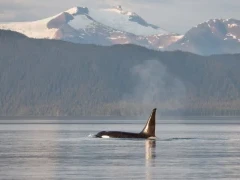 Orca, with mountains of Alaska in the background.
