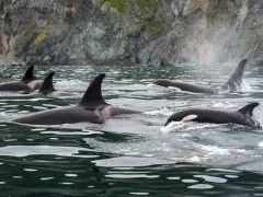 Orca pod in Alaska