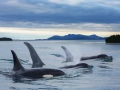 Orca pod in Alaska.