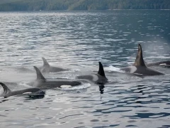 A family of orca in Alaska.
