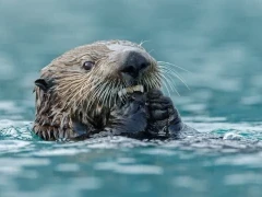 A sea otter in Alaska eating.