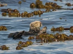 Sea otter in a kelp bed, in Alaska.