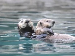 Sea otter with pup, in Alaska.