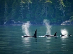 Three orca together, Alaska.