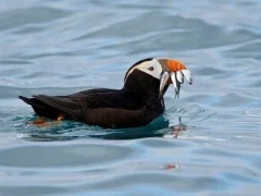 Tufted puffin in Alaska