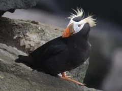 Tufted puffin on a rock, Alaska.