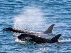 Two orcas swimming together in Alaska.