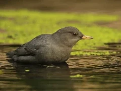 American dipper in Canada