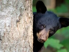 Black bear in Canada