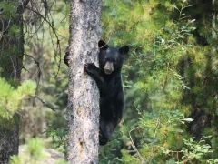 Black bear cub in Canada