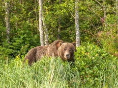 Coastal grizzly bear in Canada