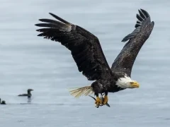 Bald eagle with fish around Vancouver Island, British Columbia.