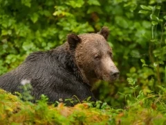 Grizzly bear resting in the Great Bear Rainforest, British Columbia.