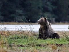 Grizzly bear sitting, Great Bear Rainforest, British Columbia.