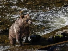 Grizzly bear emerging from the water, British Columbia.