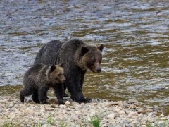Grizzly bear sow with cub, in the Great Bear Rainforest, British Columbia.
