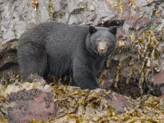 Black bear in British Columbia.