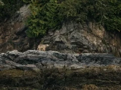 Coastal wolf on the shoreline, Vancouver Island.