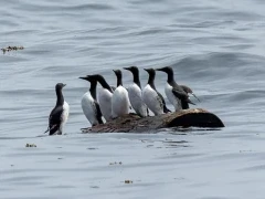 Common murre in the water around Vancouver Island.