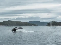 Humpback tail fluke in British Columbia, Canada.