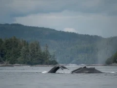 Humpback whales around Vancouver Island, British Columbia.